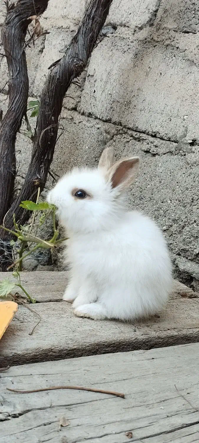 بچه خرگوش لپ|موش و خرگوش|اهر, |دیوار