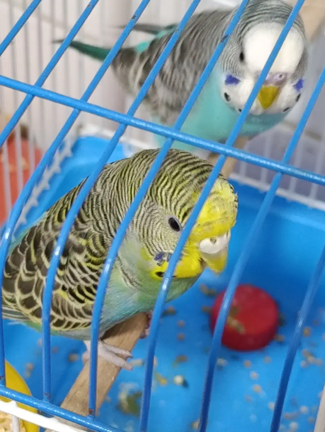 مرغ عشق نر گمشده|پرنده|برازجان, |دیوار