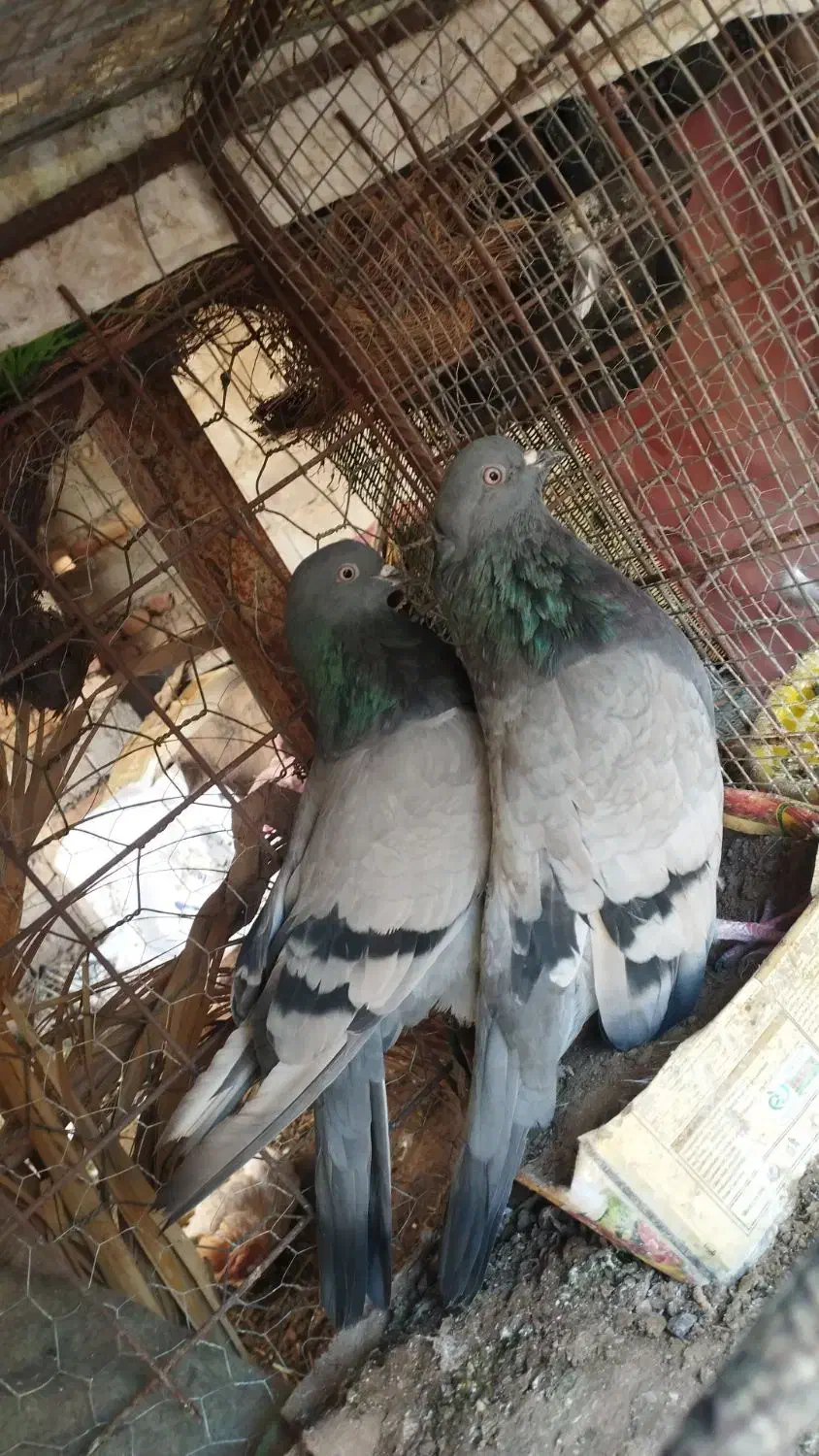 سبز و دم سفید|پرنده|فهرج, |دیوار