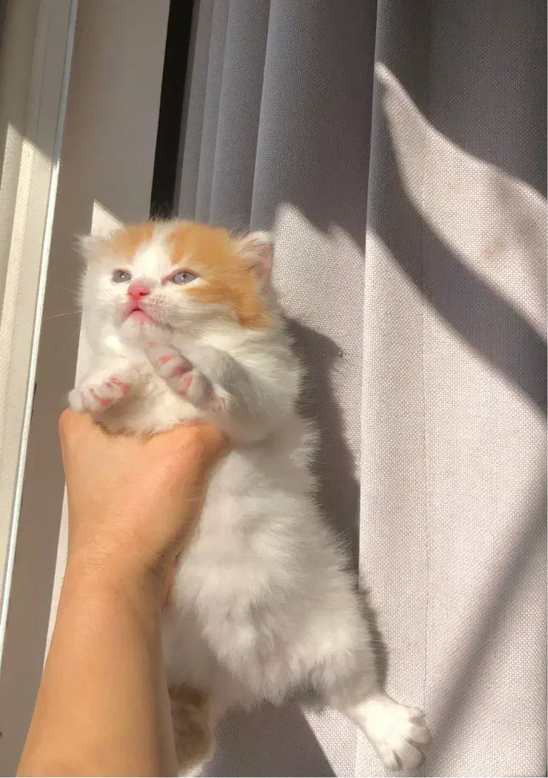 گربه پرشین|گربه|محمودآباد, |دیوار