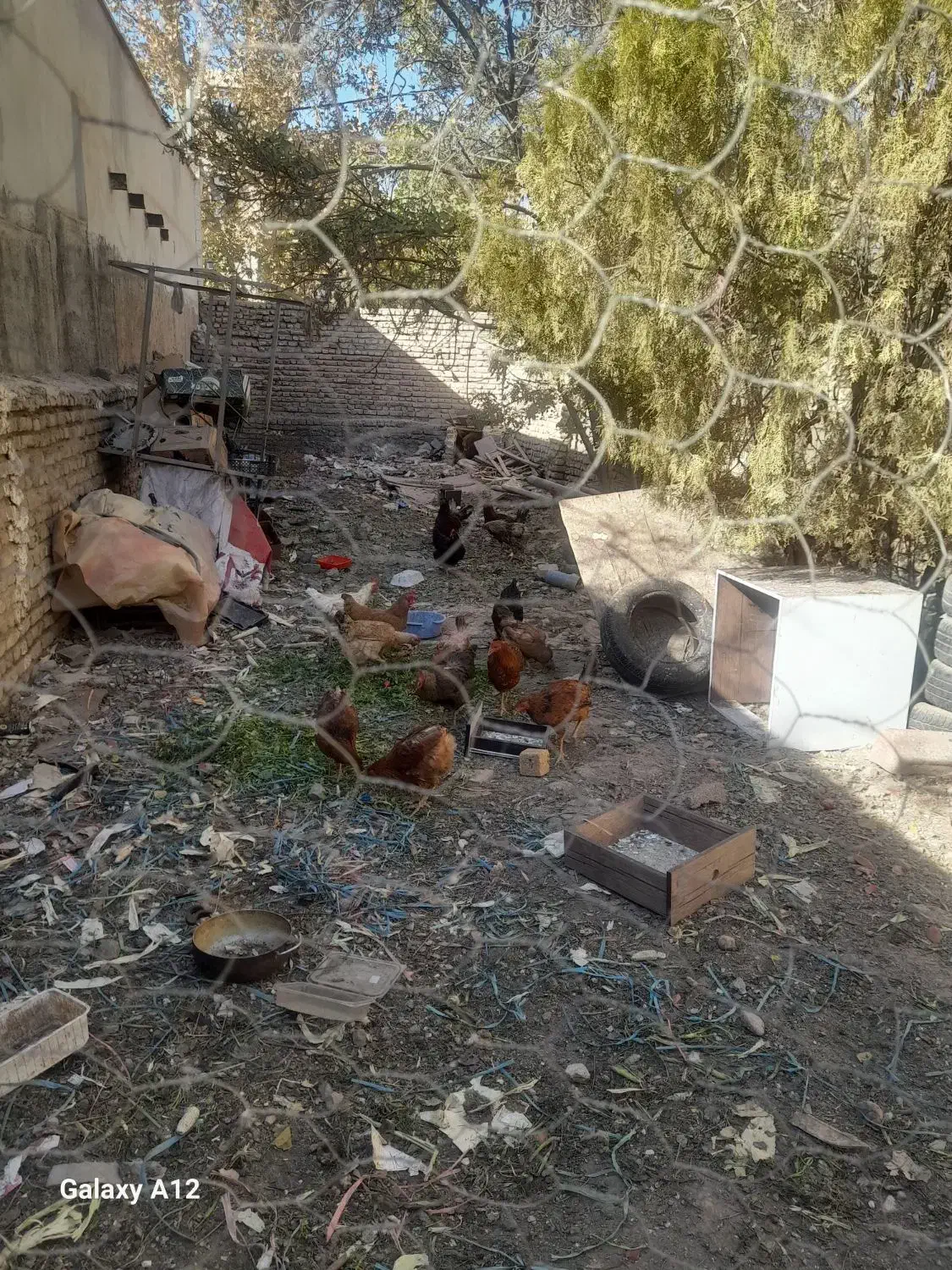 تعدادی خروس به فروش میرسد خروسها 8ماهه هستند|حیوانات مزرعه|بومهن, |دیوار