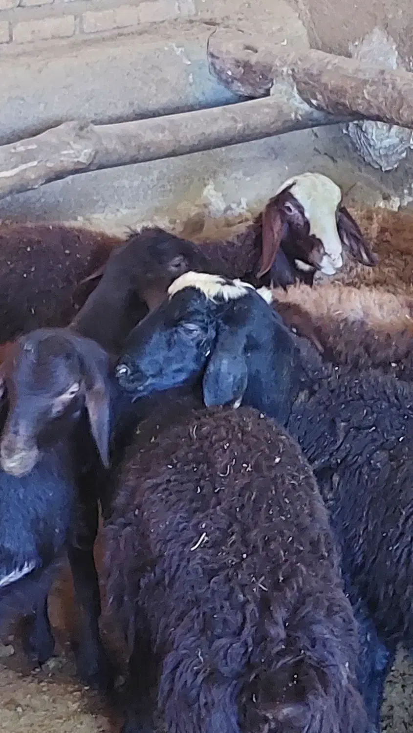 بره نر|حیوانات مزرعه|سنندج, |دیوار