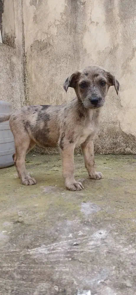 توله‌سگ گریت‌دین اصیل فوق‌العاده درشت و سالم|سگ|رشت, حومه رشت|دیوار