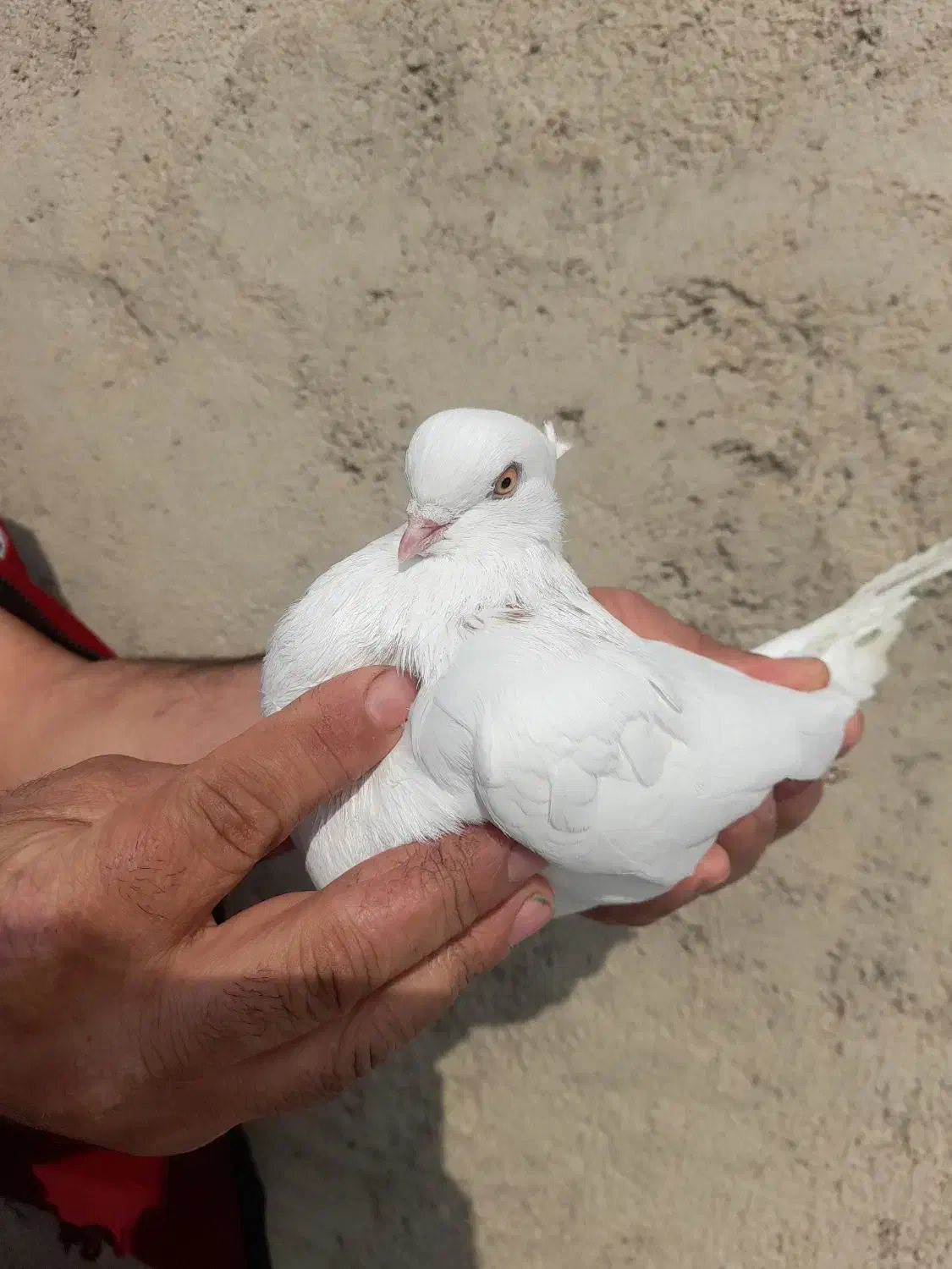 چند عدد کبوتر|پرنده|ماهدشت, |دیوار