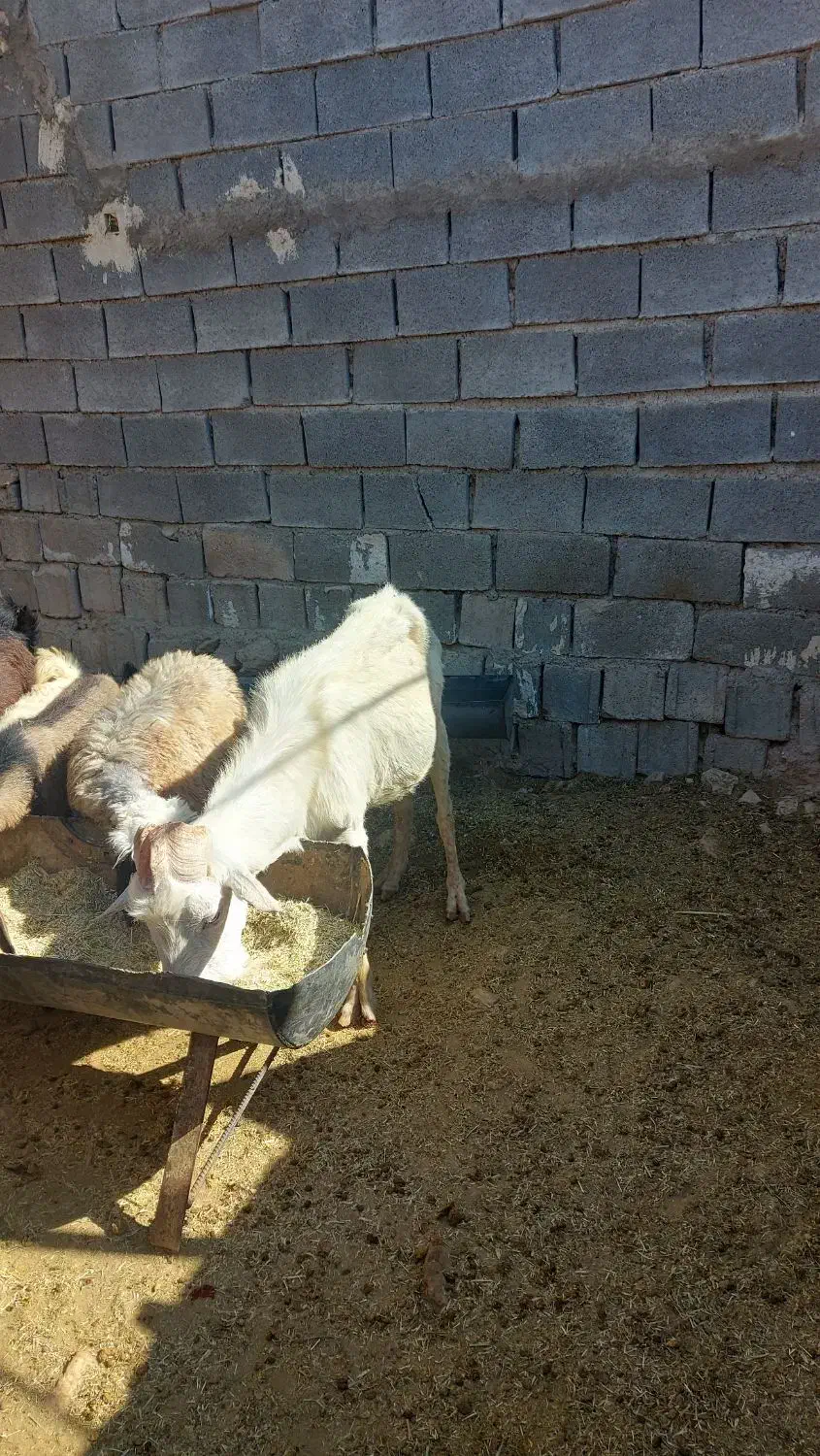 سلام فروش پازن|حیوانات مزرعه|جهرم, |دیوار