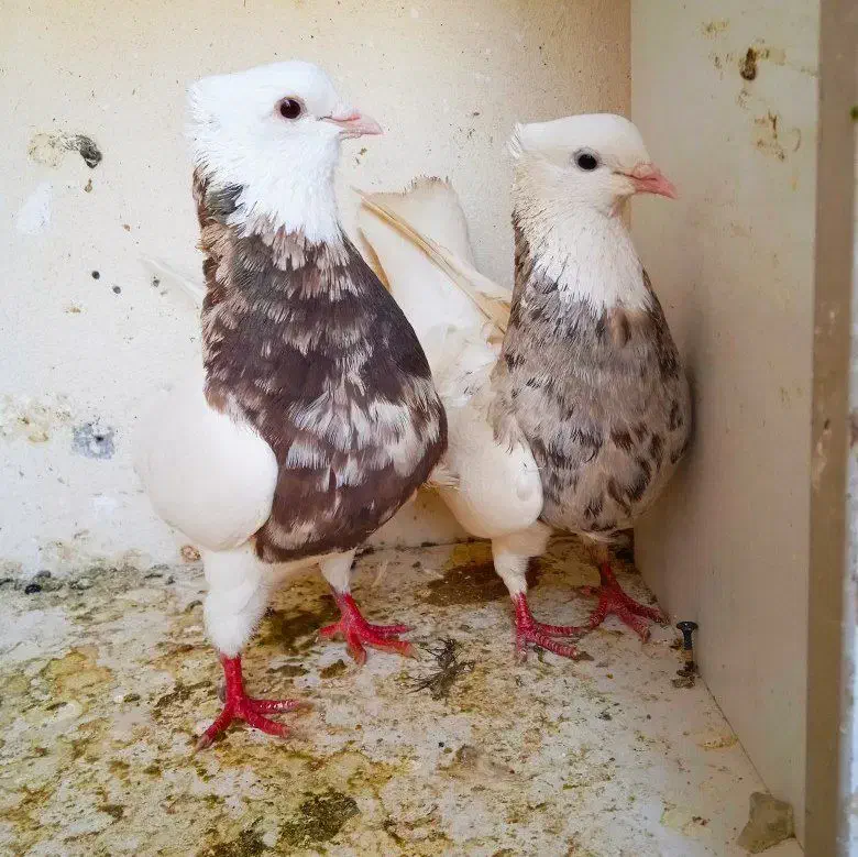 طوقی|پرنده|دره شهر, |دیوار