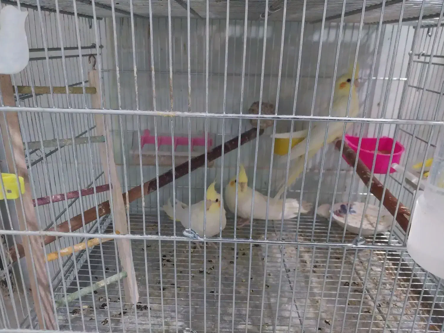 جوجه عروس|پرنده|اصفهان, جلالیه|دیوار