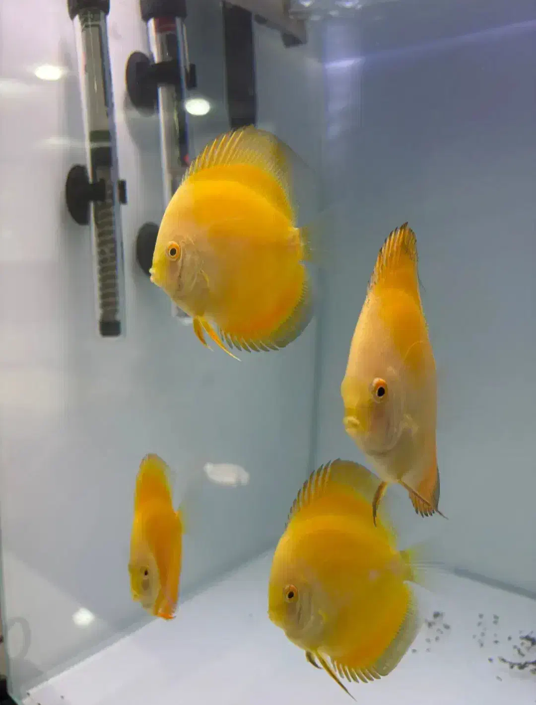 ماهی دیسکس|ماهی|مشهد, شهید مطهری|دیوار