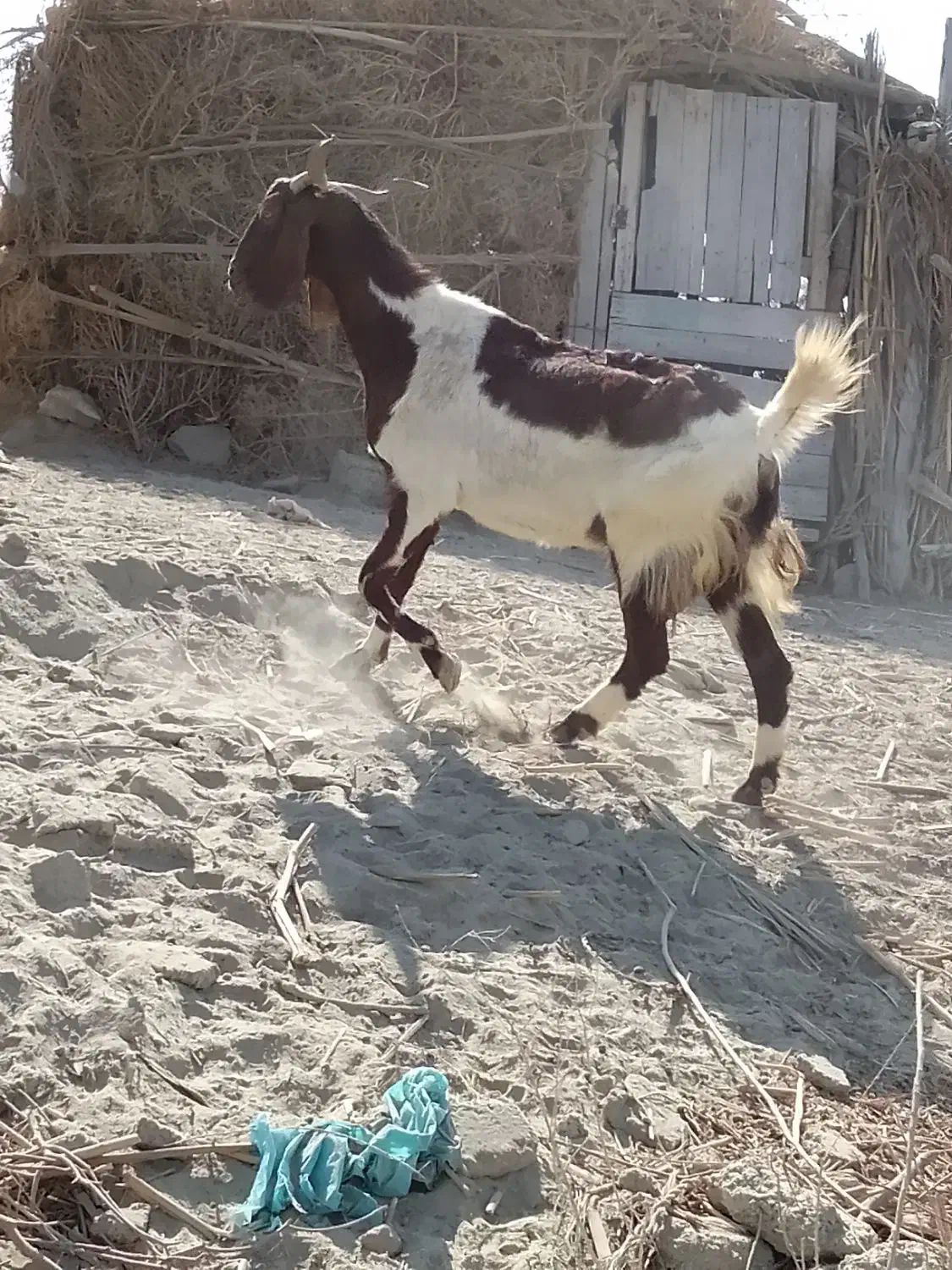 بزسه قلوچهارقلوزا نسل دار|حیوانات مزرعه|تلنگ, |دیوار