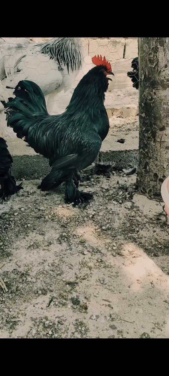 خروس برهما لایت|حیوانات مزرعه|هشتگرد, خور|دیوار