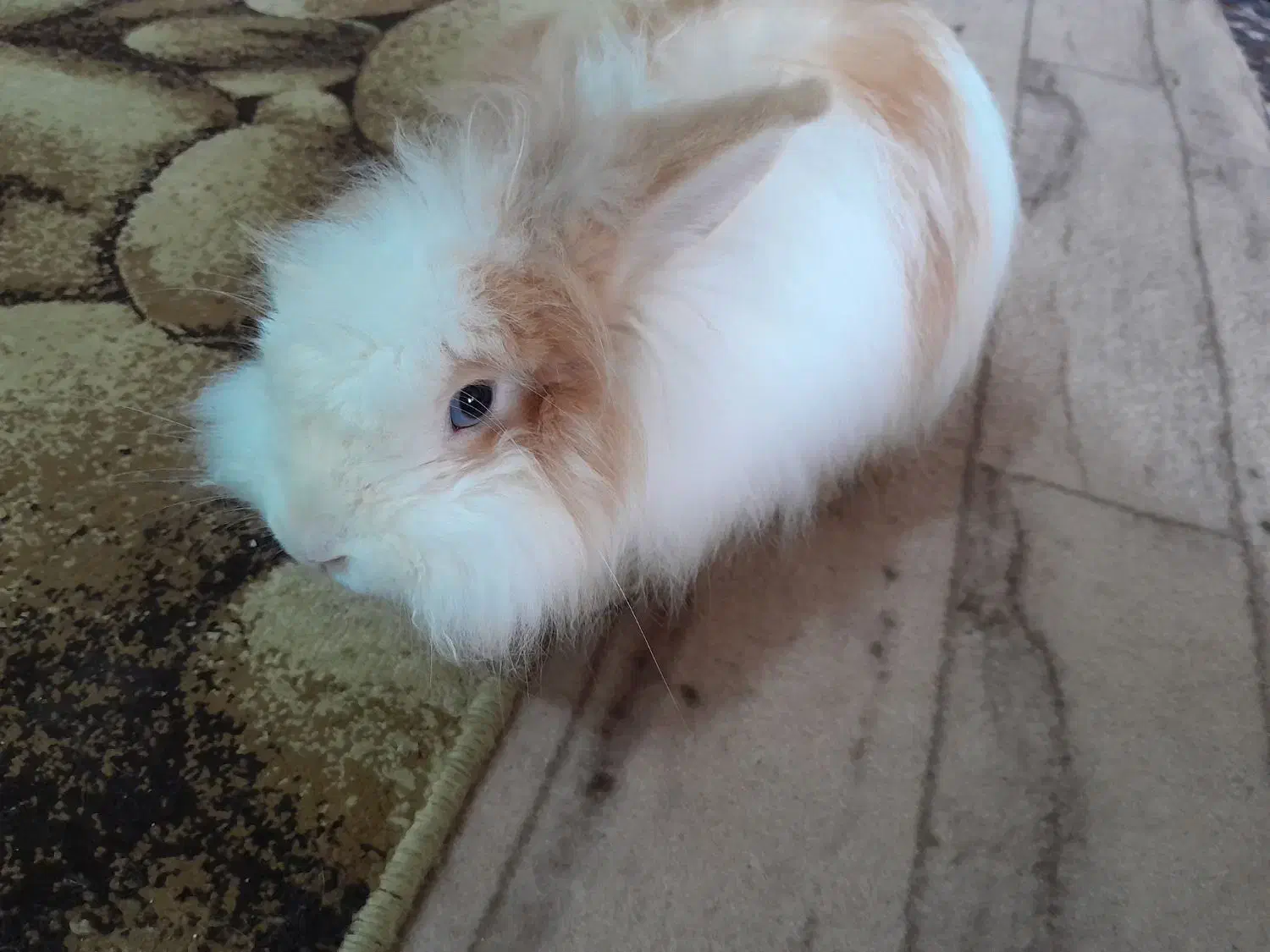 خرگوش نر|موش و خرگوش|تبریز, |دیوار