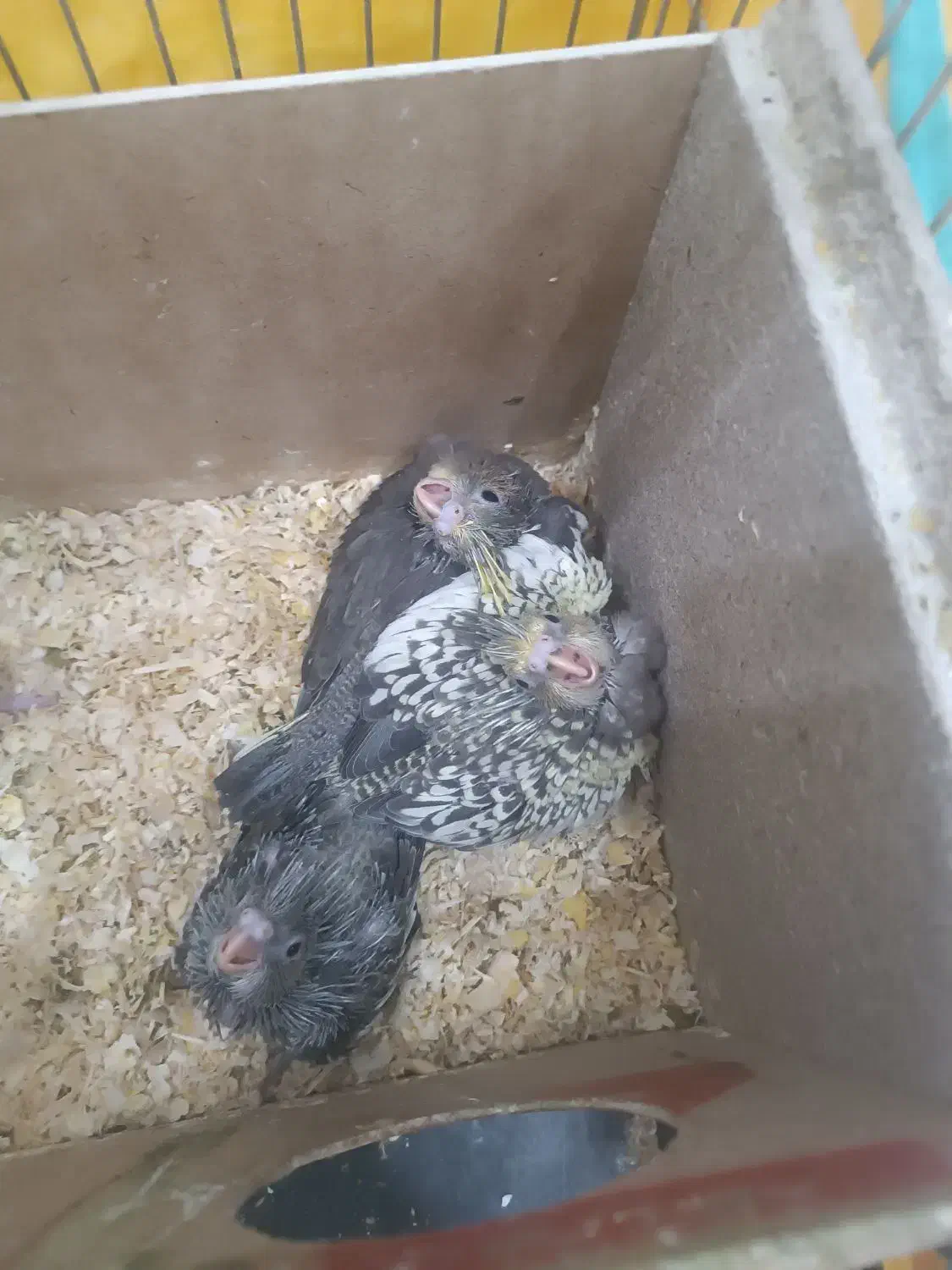 عروس هلندی|پرنده|یزد, |دیوار