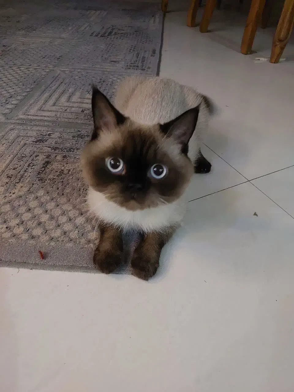 نژاد اسکاتیش هیمالین نژاد کمیاب نر می‌باشد|گربه|گلبهار, شهر جدید گلبهار|دیوار