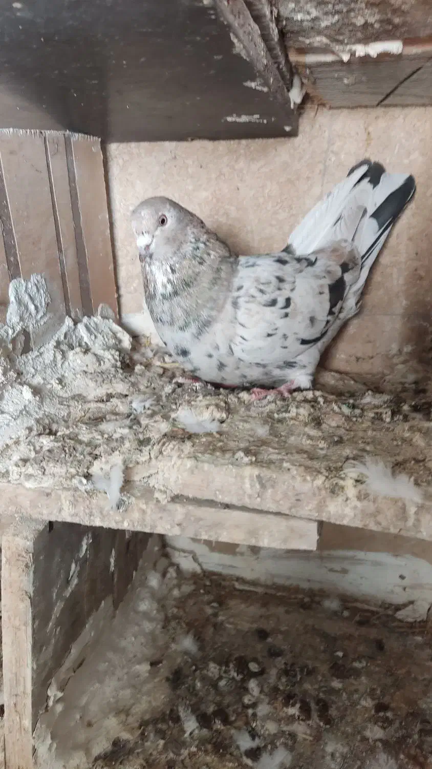 کفتر|پرنده|اردبیل, |دیوار