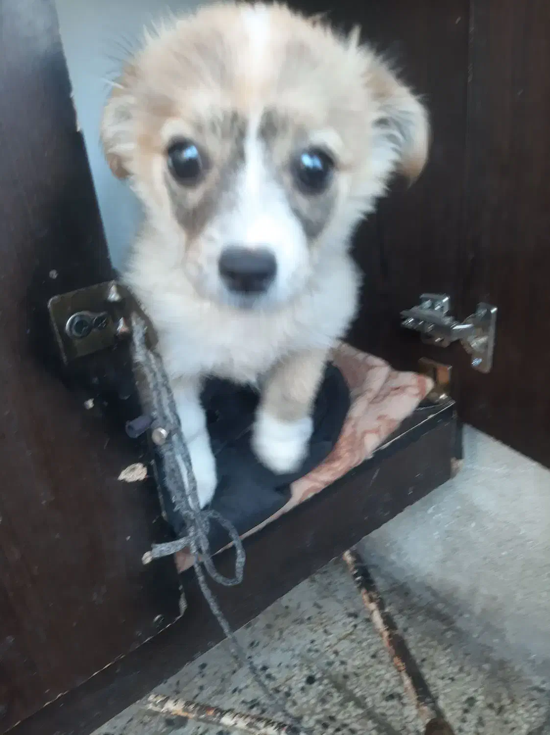 سگ خارجی نژادپاگ|سگ|یاسوج, |دیوار