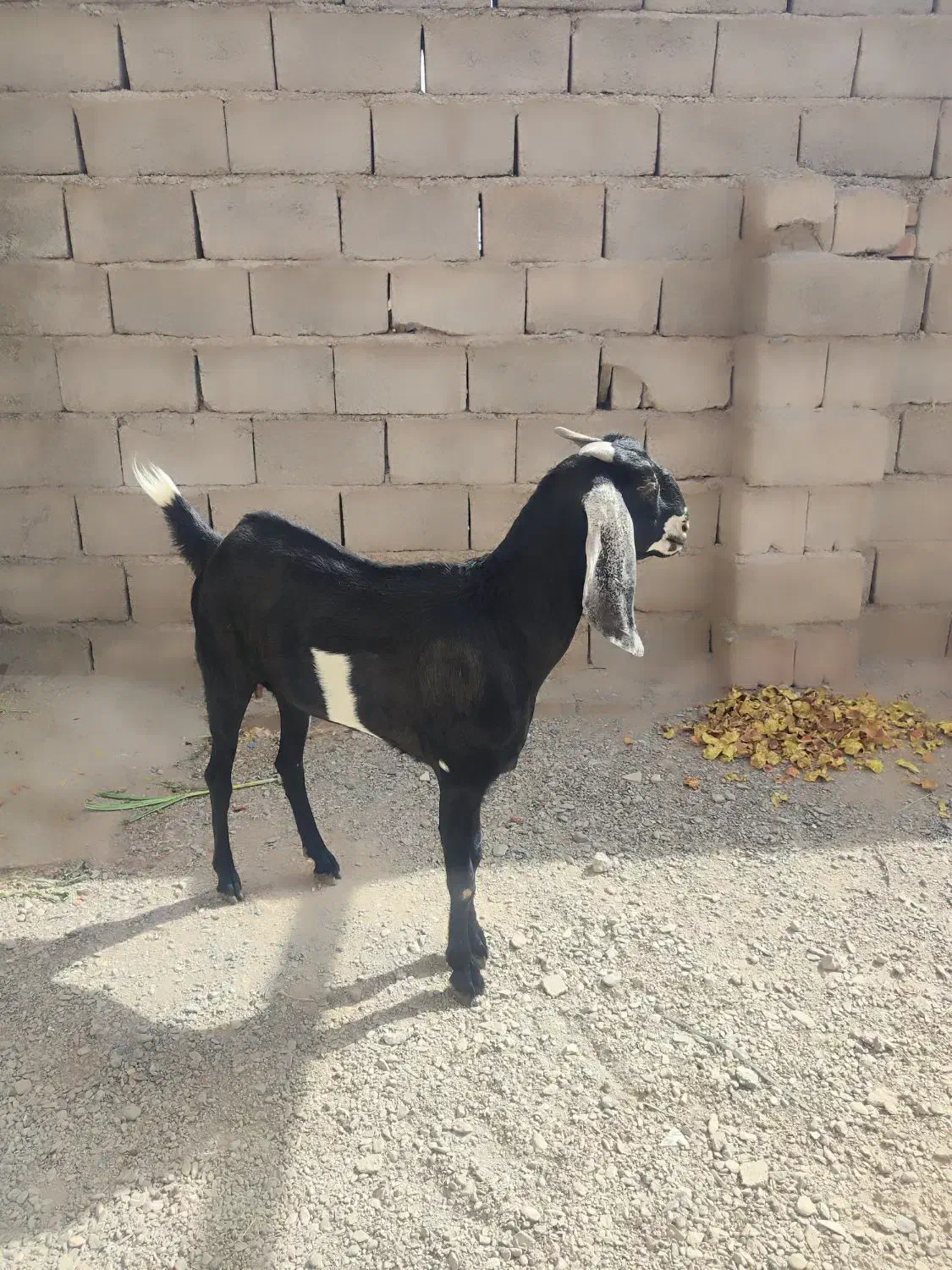 دماغ طوطی یک ساله|حیوانات مزرعه|پسکوه, |دیوار