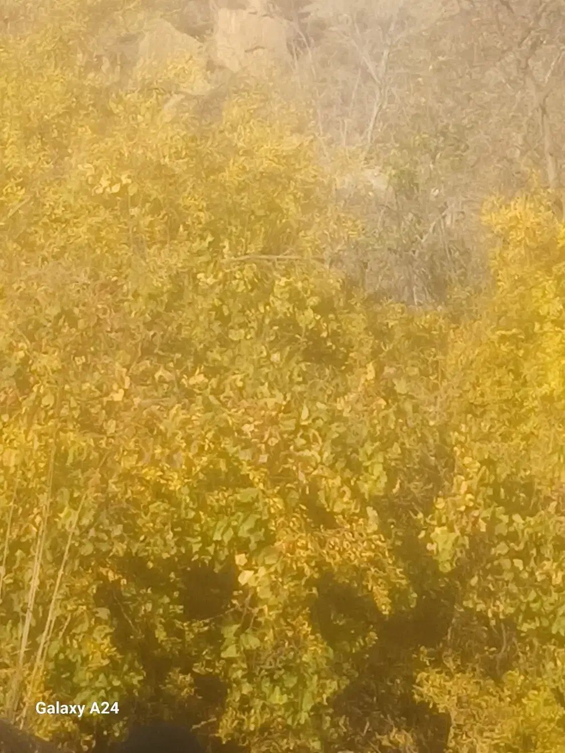 فروش زمین بهجرد لب اسفالت|فروش زمین و ملک کلنگی|جیرفت, |دیوار