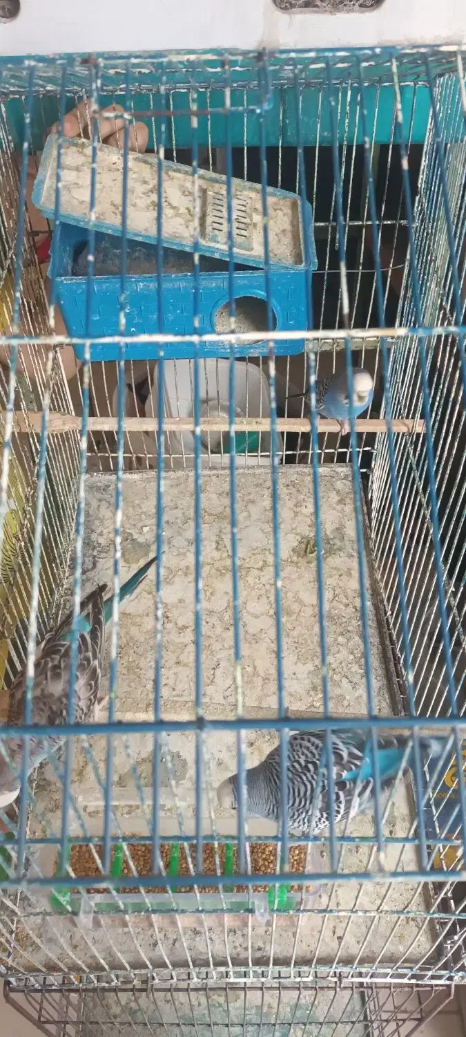 مرغ عشق|پرنده|تهران, شکوفه (عبدل آباد)|دیوار