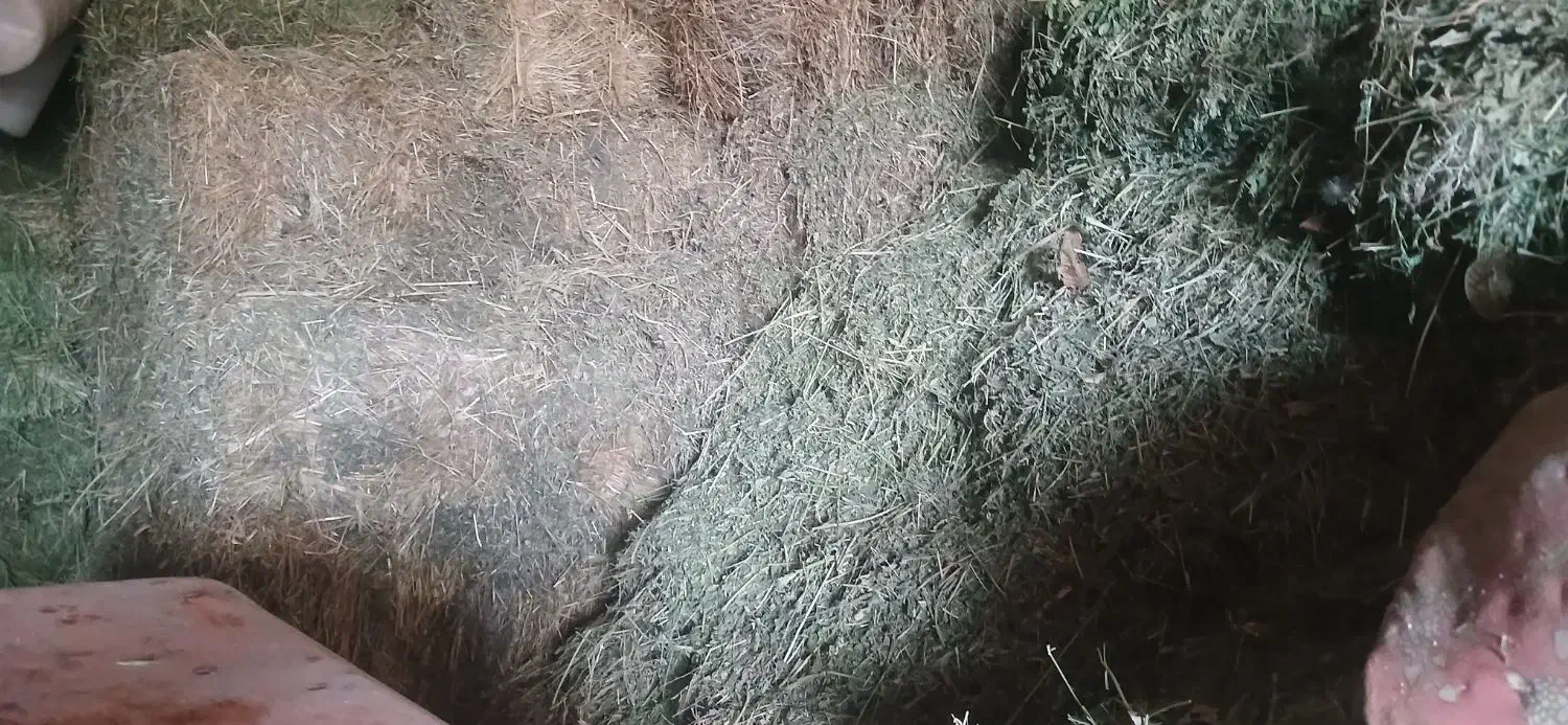 یونجه|حیوانات مزرعه|کبودرآهنگ, |دیوار