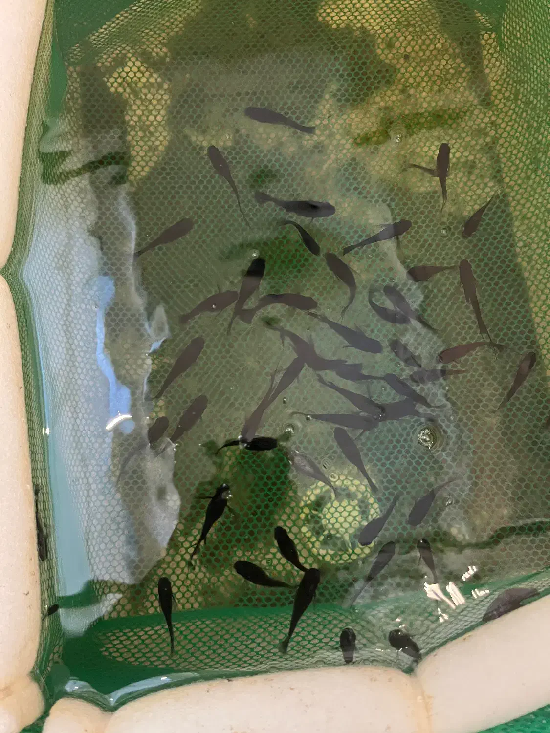 ماهی مولی گوپی تایگر|ماهی|مشهد, توس (بلوار توس)|دیوار