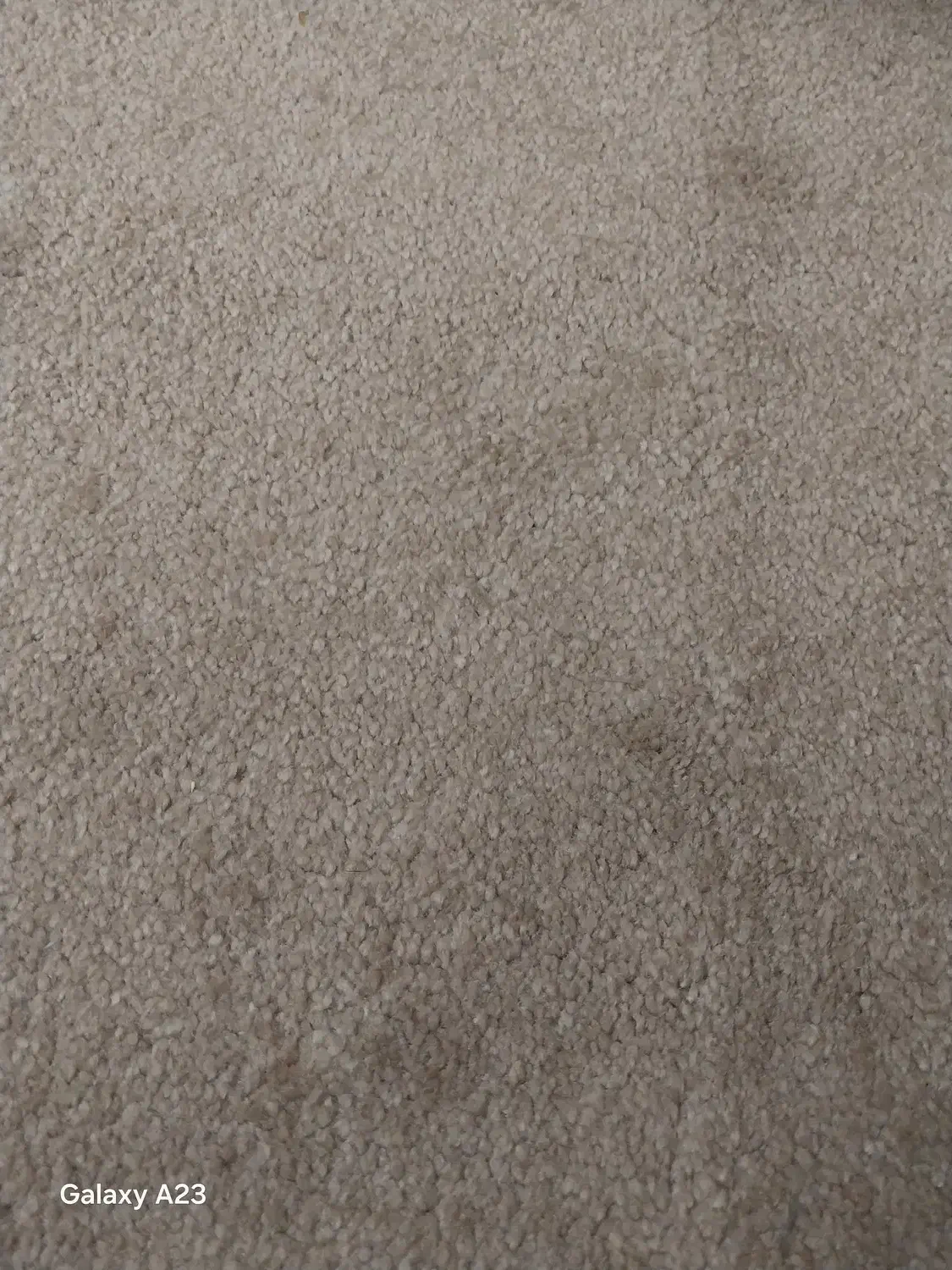 موکت پالاز ۱۲ متری|موکت|زنجان, |دیوار