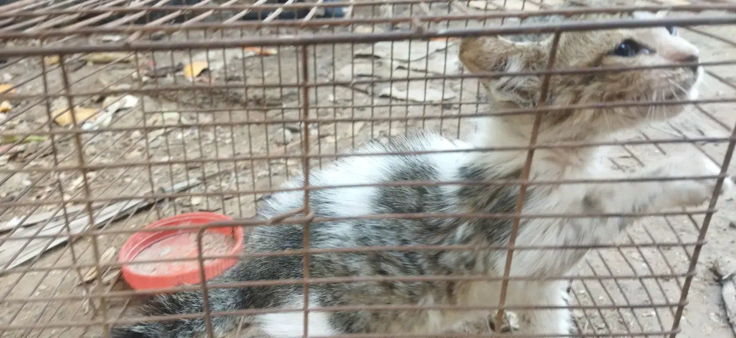 گربه مجانی|گربه|بوشهر, |دیوار