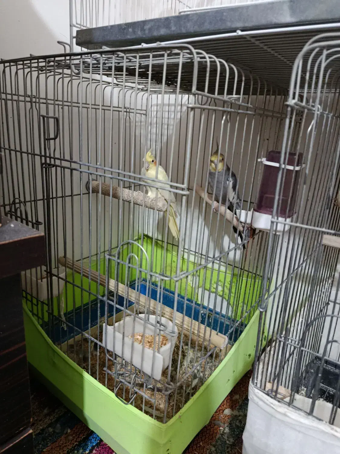 پرنده معاوضه ای با سگ|پرنده|گرمسار, |دیوار