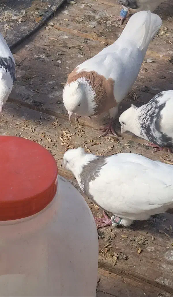 ماده پرتقالی بدون خال غلط طوق کامل و واشری|پرنده|آبدانان, |دیوار