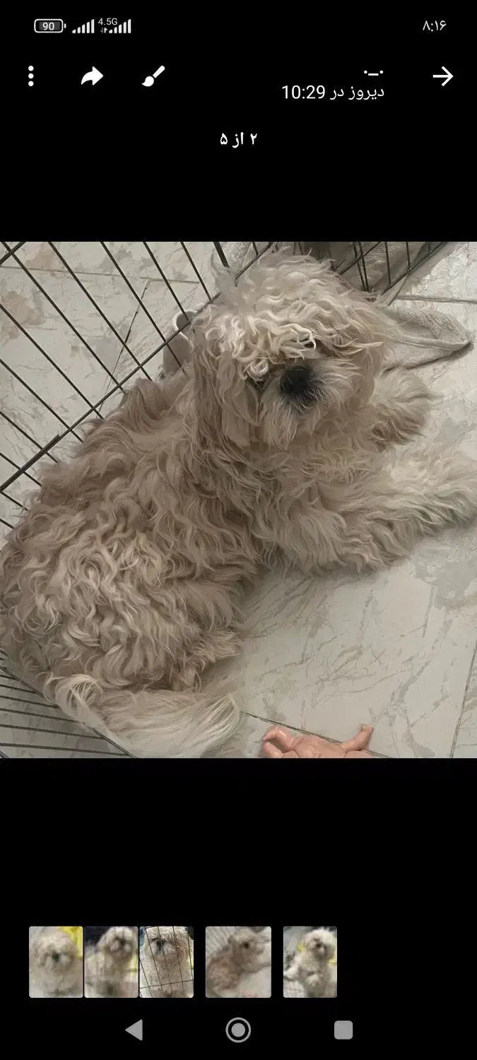 سگ فروشی نژاد شیتزو|سگ|بومهن, |دیوار