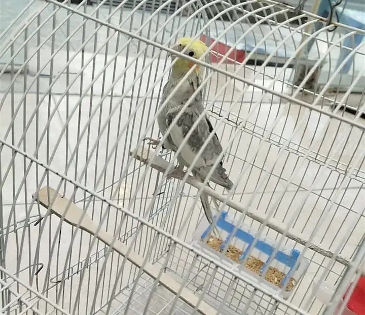 دو تا عروس نر مست|پرنده|شاهین‌شهر, سعدی شمالی|دیوار