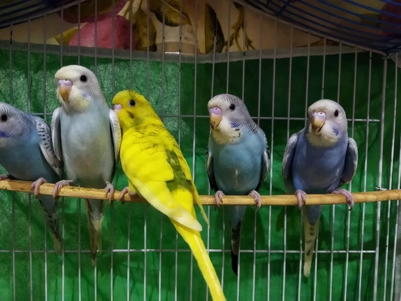 مرغ عشق|پرنده|رشت, حمیدیان|دیوار