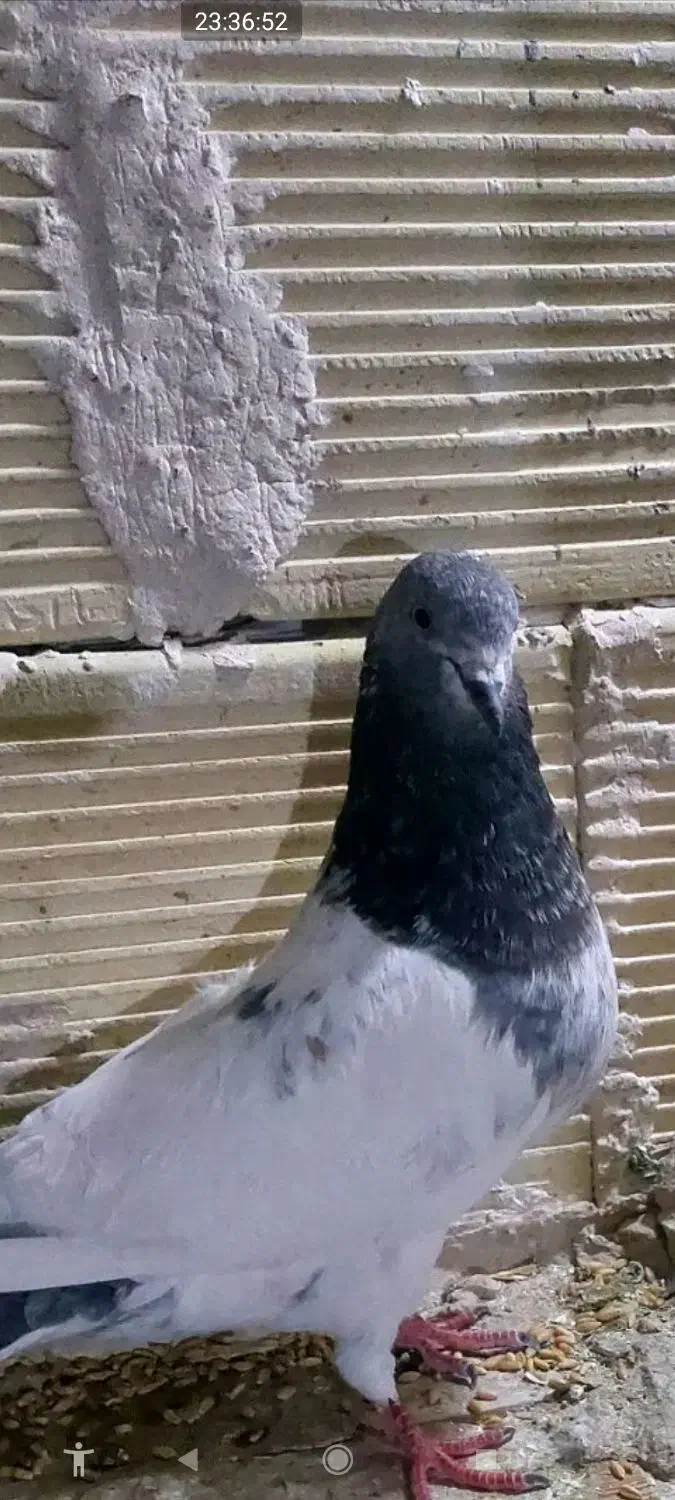 سلام دوستان عزیز این کبوتر جوجه داره فرار کرده|حیوانات|گلستان (تهران), |دیوار