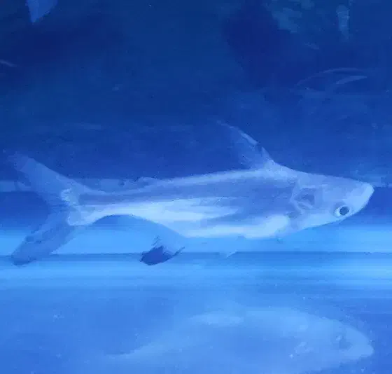 ماهی پنگوسی|ماهی|بیجار, |دیوار