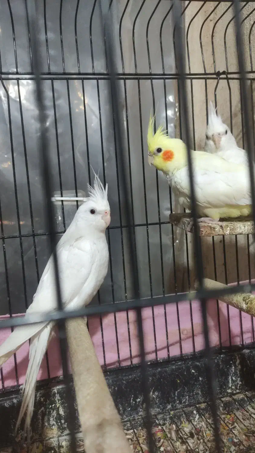 عروس هلندی|پرنده|ملارد, |دیوار