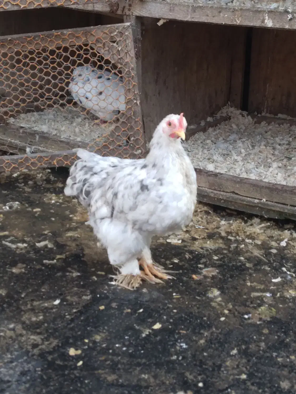 جوجه ۴ماهه کوشین|حیوانات مزرعه|لاهیجان, بوجایه|دیوار