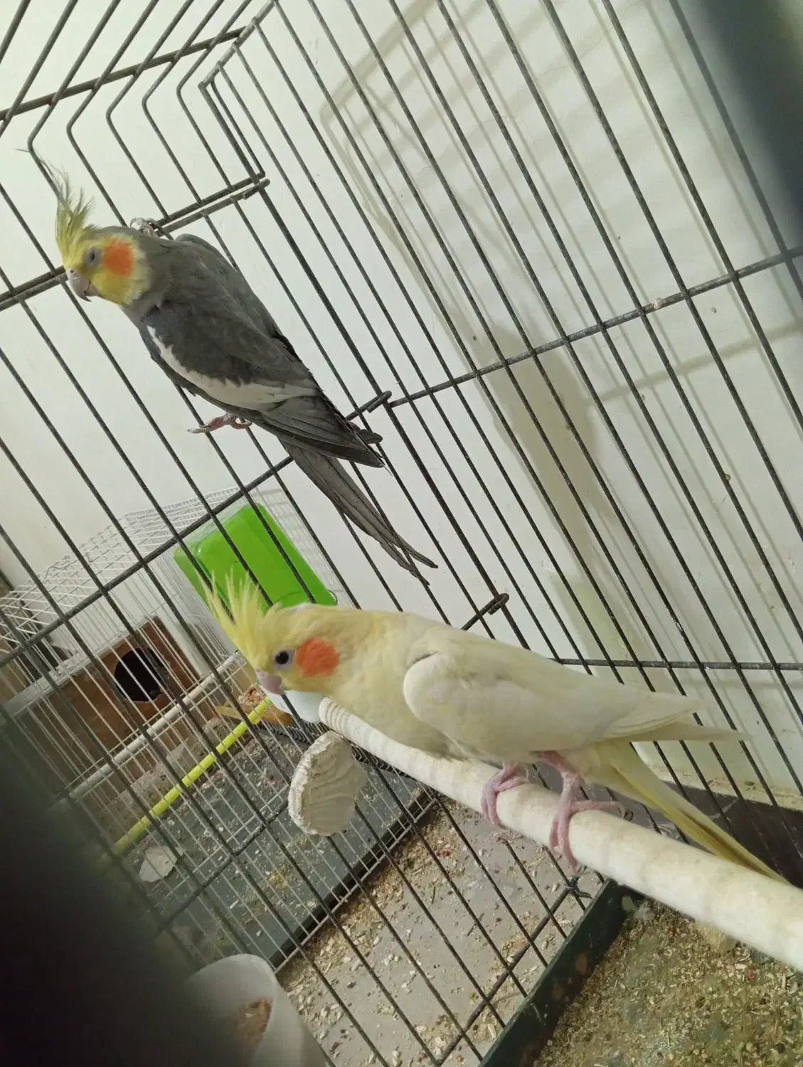 عروس هلندی مولد و‌ تضمینی|پرنده|ایرانشهر, |دیوار