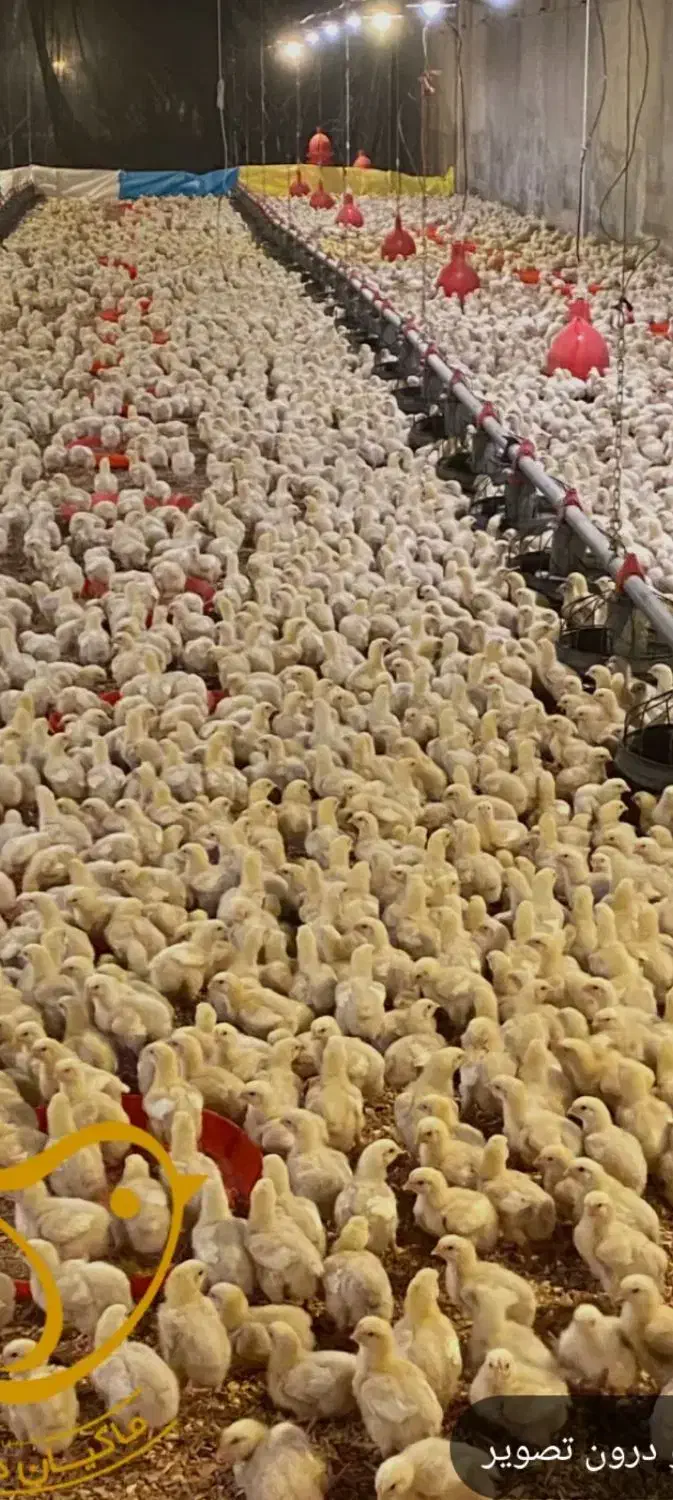 شراکت|فعالیت داوطلبانه تحقیقاتی|زنجان, |دیوار