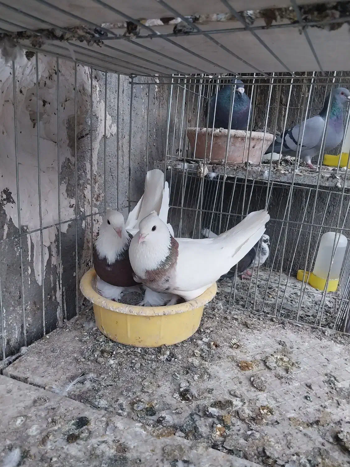 دونه ۱۰۰ کبوتر رنگی|پرنده|کهک, |دیوار