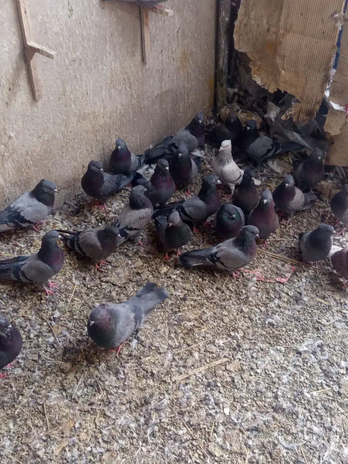 تعدادی سبزبازیکن کلایی|پرنده|بم, |دیوار