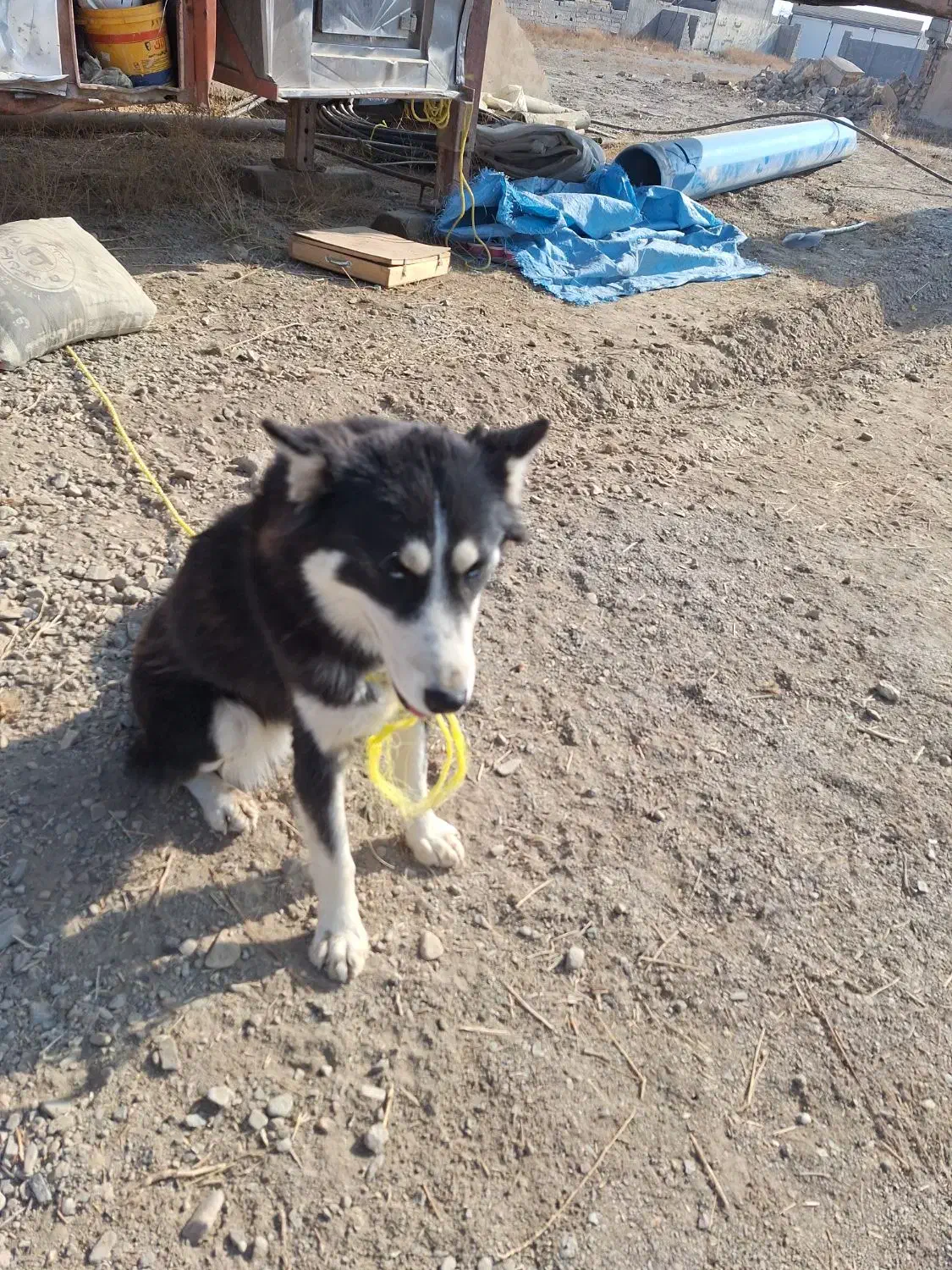 سگ هاسکی شیطون و بازیگوش|سگ|شاندیز, |دیوار