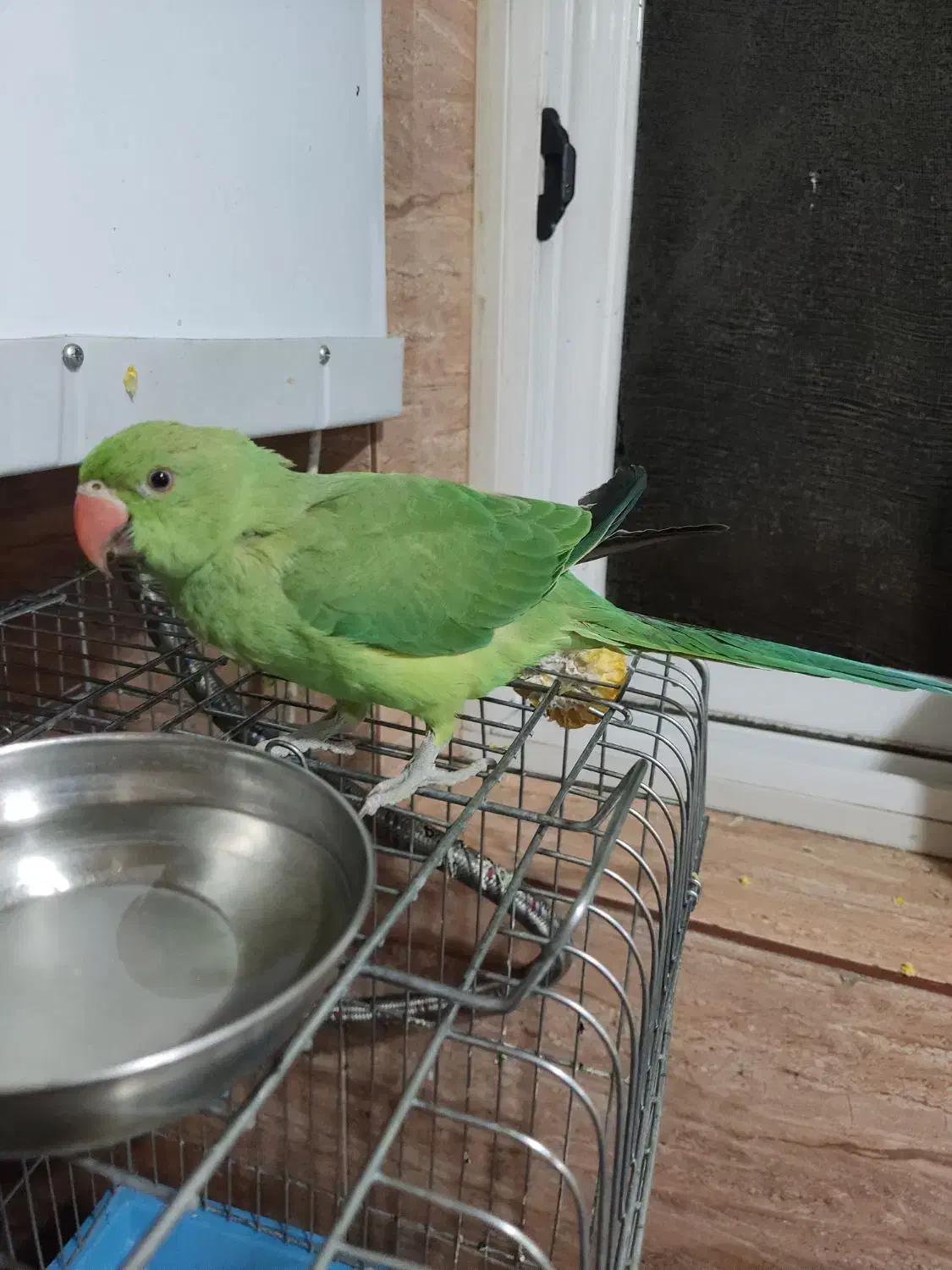 طوطی ملنگو پنج ماهه|پرنده|شیراز, فاضل|دیوار