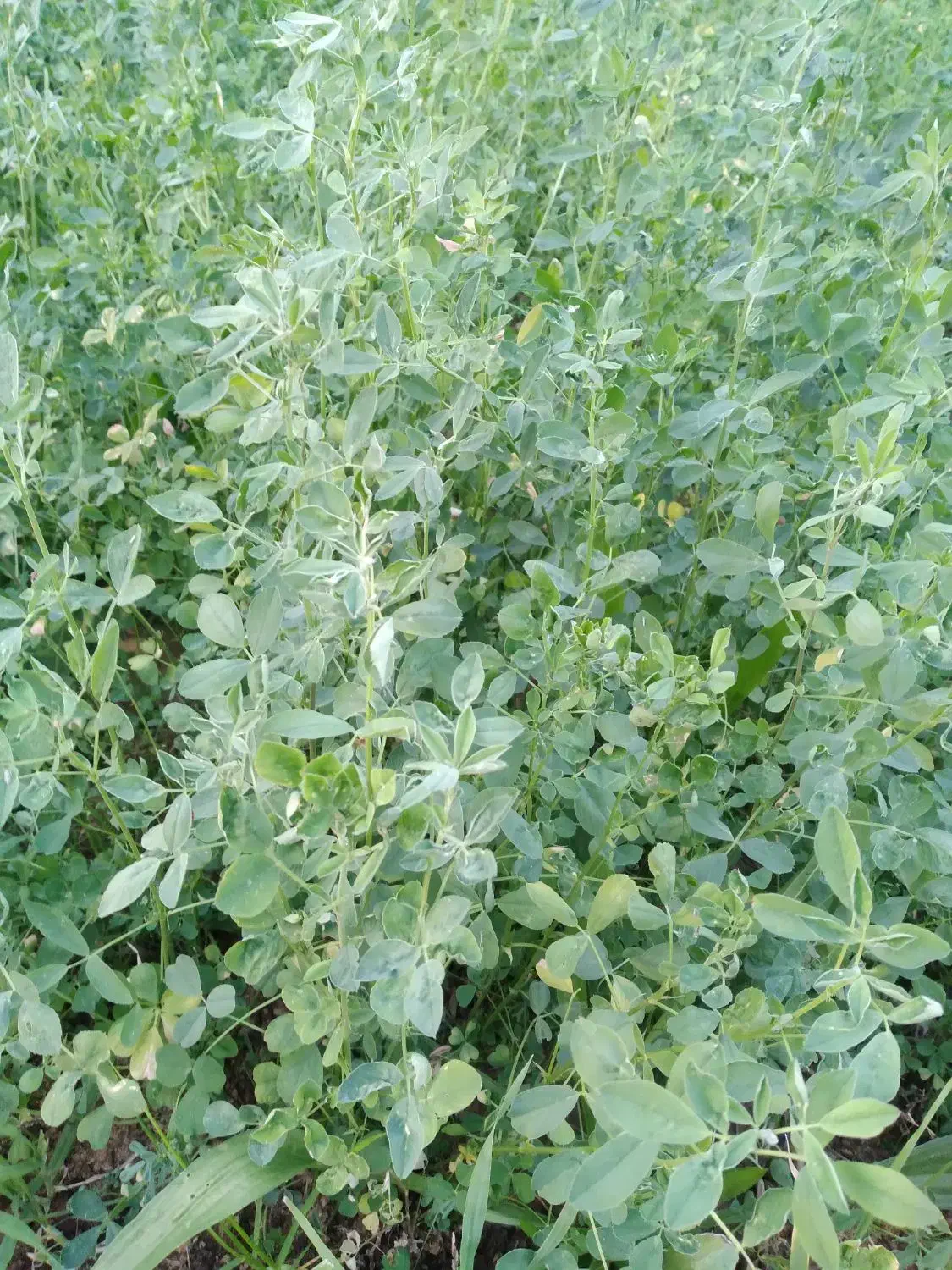 یونجه خونگی|حیوانات مزرعه|مسجد سلیمان, |دیوار