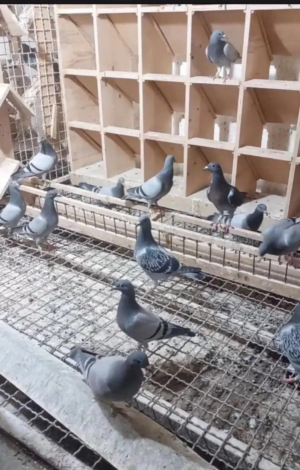 جوجه پلاکی|پرنده|اهواز, امانیه|دیوار