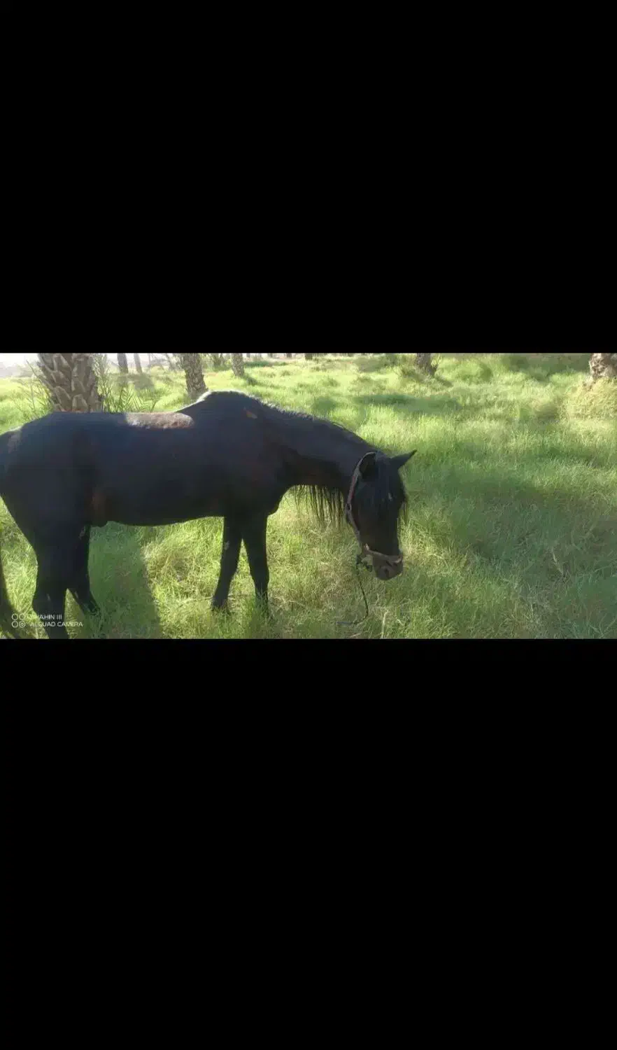 اسب نر عرب سرحال برازجان|اسب و تجهیزات اسبسواری|برازجان, |دیوار