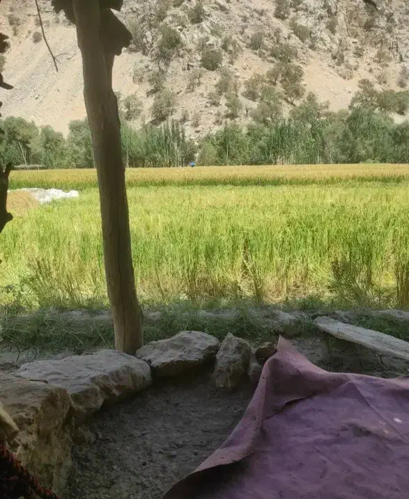 برنج چمپا لوداب چلتوک و دونه|خوردنی و آشامیدنی|لوداب, |دیوار