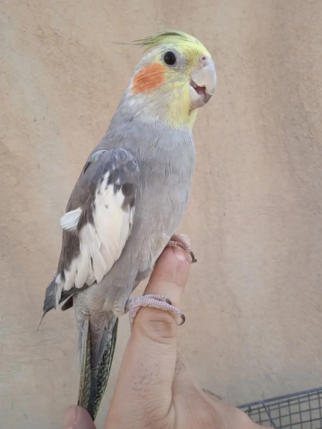 عروس سینامون دستی|پرنده|نسیم‌شهر, |دیوار