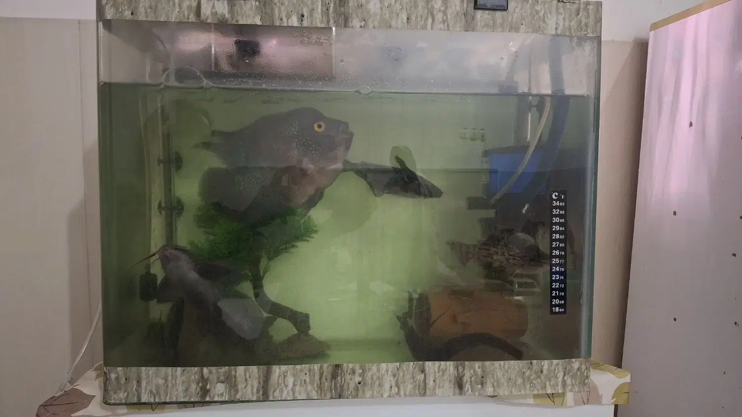 آکواریوم زیبا|ماهی|تایباد, |دیوار