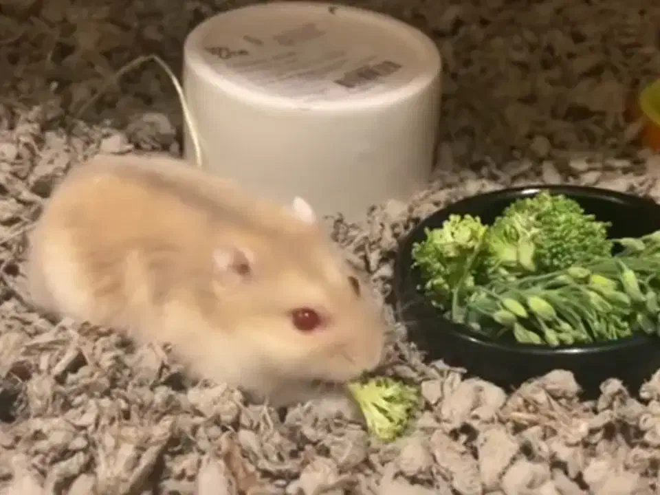 یدونه همستر کوچولو|موش و خرگوش|محمدشهر, ولدآباد|دیوار