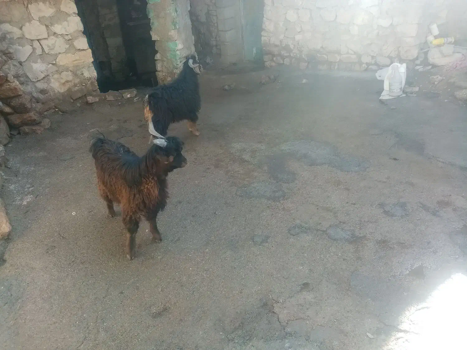 دوعدد بزغاله نر ادرس روانسر|حیوانات مزرعه|روانسر, |دیوار