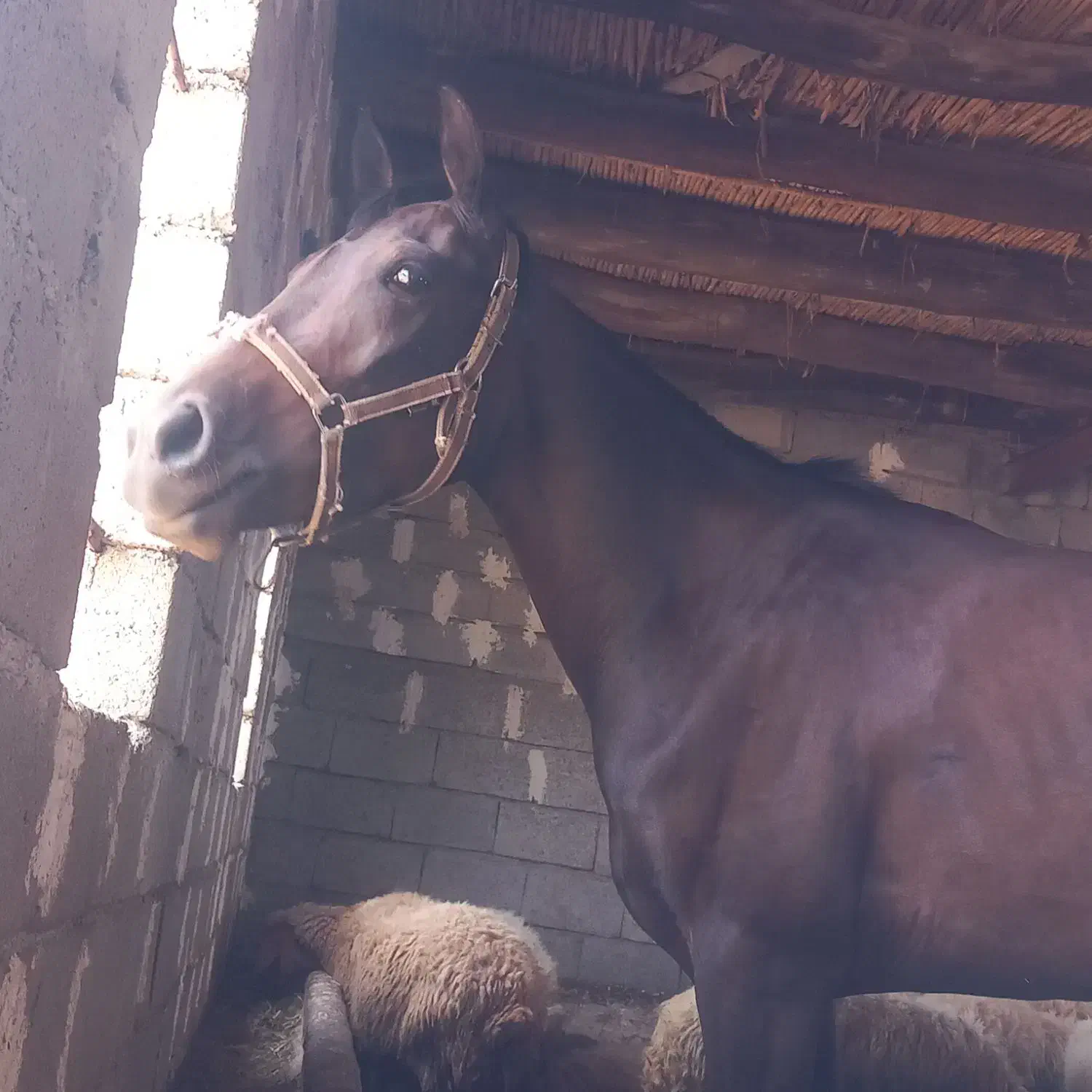 مادیان کرد|اسب و تجهیزات اسبسواری|خدا آفرین, |دیوار